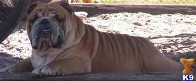 Stud Dogs in NJ